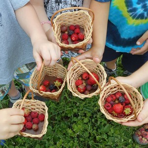 Berry picking